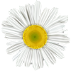 pâquerette fleur du printemps