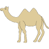 Einsames Kamel