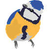 Blue tit blue tit