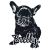 Bully black français bulldog chiot