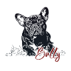 Bully - Bouledogue français mignon