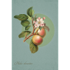 Apples on the branch