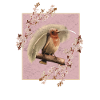 Japan Cherry Blossoms Bird