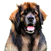 Leonberg 2