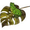Grenouille