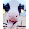 Cow Smile