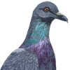 Dove