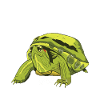 Tortoise