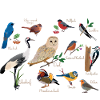Bird Ornithology Birdwatcher Gift