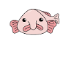 sjove blobfish grimme dyr blobfish