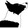 Border Collie - Hund