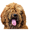 Goldendoodle