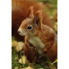 Eichhörnchen auf Nahrungssuche