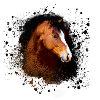 Haflinger, horse,pony, brown,beige, graffiti,brown