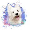 West Highland White Terrier,terrier,dog,graffiti