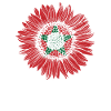 Morocco Flag Sunflower
