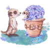 Erdmännchen