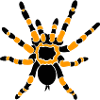 Orange Knee Tarantula
