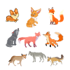 Fuchs Füchse Waldtier Rotfuchs