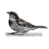 Sparrow Bird