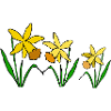Daffodil Flowers Spring