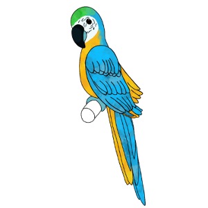 blau gelber Papagei