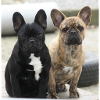 Two French Bulldogs