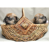 Bouledogues français deux chiots mignons