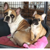 Français Bulldog Mère et Fils