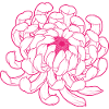 CHRYSANTHÈME!!