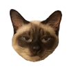 Siamese cat