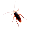 Cockroach cockroach insect cockroach
