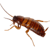 Cockroach insect cockroach cockroach