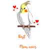 Cockatiel Mama - Cockatiel