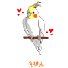 Cockatiel Mama - Cockatiel