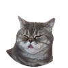 Freche Katze