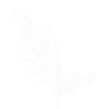Fern Leaf