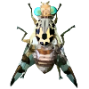Fly - Insect - Zoology