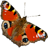 Peacock butterfly