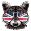 United Kingdom Raccoon