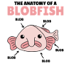 Blobfish Explication Anatomie d’un Blobfish