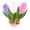 Hand-drawn hyacinths