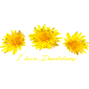 Dandelion Dandelion Dandelion Dandelion