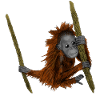 Orang Utan