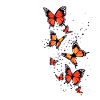 Cute Monarch butterflies