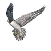 Bird Flying Peregrine Falcon