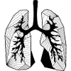 Lungs