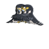 Hugging Peregrine Falcon Birds