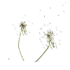 White dandelion silhouette