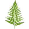 Fern Leaf